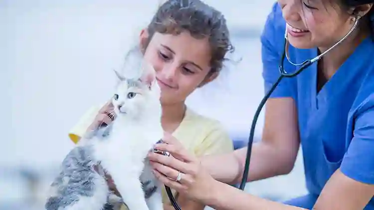 Whiskers and Wellness: Exploring the Basics of Cat Insurance