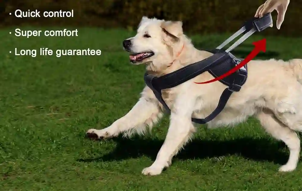 Safety First: Child and Baby Carrying Harnesses for Dogs